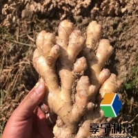 冷庫存姜能存多長時間？品種+溫度+濕度決定保鮮期