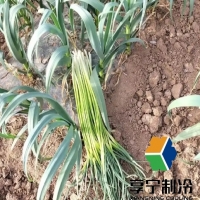 蒜苔在冷庫能放多長時間？看完這篇徹底搞懂！
